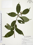 中文名:毛玉葉金花(S115980)學名:Mussaenda pubescens Ait. f.(S115980)英文名:Downy Mussanenda, Mussaenda, Taiwan Mussnenda