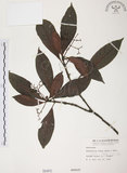 中文名:九節木(S000402)學名:Psychotria rubra (Lour.) Poir.(S000402)中文別名:牛屎烏英文名:Wild Coffee