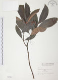 中文名:九節木(S002398)學名:Psychotria rubra (Lour.) Poir.(S002398)中文別名:牛屎烏英文名:Wild Coffee