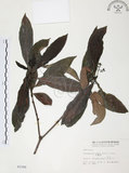 中文名:九節木(S002399)學名:Psychotria rubra (Lour.) Poir.(S002399)中文別名:牛屎烏英文名:Wild Coffee