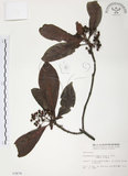 中文名:九節木(S003676)學名:Psychotria rubra (Lour.) Poir.(S003676)中文別名:牛屎烏英文名:Wild Coffee