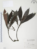 中文名:九節木(S003865)學名:Psychotria rubra (Lour.) Poir.(S003865)中文別名:牛屎烏英文名:Wild Coffee