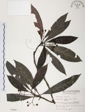 中文名:九節木(S003866)學名:Psychotria rubra (Lour.) Poir.(S003866)中文別名:牛屎烏英文名:Wild Coffee