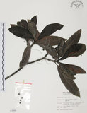中文名:九節木(S003905)學名:Psychotria rubra (Lour.) Poir.(S003905)中文別名:牛屎烏英文名:Wild Coffee
