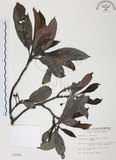 中文名:九節木(S003906)學名:Psychotria rubra (Lour.) Poir.(S003906)中文別名:牛屎烏英文名:Wild Coffee