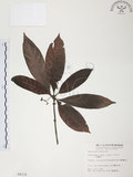 中文名:九節木(S004235)學名:Psychotria rubra (Lour.) Poir.(S004235)中文別名:牛屎烏英文名:Wild Coffee