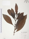 中文名:九節木(S004661)學名:Psychotria rubra (Lour.) Poir.(S004661)中文別名:牛屎烏英文名:Wild Coffee