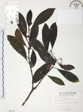 中文名:九節木(S005320)學名:Psychotria rubra (Lour.) Poir.(S005320)中文別名:牛屎烏英文名:Wild Coffee
