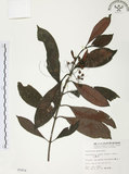 中文名:九節木(S005854)學名:Psychotria rubra (Lour.) Poir.(S005854)中文別名:牛屎烏英文名:Wild Coffee