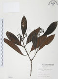 中文名:九節木(S006025)學名:Psychotria rubra (Lour.) Poir.(S006025)中文別名:牛屎烏英文名:Wild Coffee
