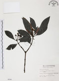 中文名:九節木(S006294)學名:Psychotria rubra (Lour.) Poir.(S006294)中文別名:牛屎烏英文名:Wild Coffee