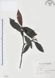 中文名:九節木(S006295)學名:Psychotria rubra (Lour.) Poir.(S006295)中文別名:牛屎烏英文名:Wild Coffee