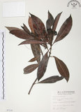 中文名:九節木(S007120)學名:Psychotria rubra (Lour.) Poir.(S007120)中文別名:牛屎烏英文名:Wild Coffee