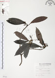 中文名:九節木(S007121)學名:Psychotria rubra (Lour.) Poir.(S007121)中文別名:牛屎烏英文名:Wild Coffee