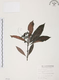 中文名:九節木(S007122)學名:Psychotria rubra (Lour.) Poir.(S007122)中文別名:牛屎烏英文名:Wild Coffee