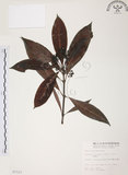 中文名:九節木(S007123)學名:Psychotria rubra (Lour.) Poir.(S007123)中文別名:牛屎烏英文名:Wild Coffee