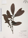 中文名:九節木(S007908)學名:Psychotria rubra (Lour.) Poir.(S007908)中文別名:牛屎烏英文名:Wild Coffee