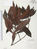 中文名:九節木(S010783)學名:Psychotria rubra (Lour.) Poir.(S010783)中文別名:牛屎烏英文名:Wild Coffee