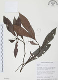 中文名:九節木(S013652)學名:Psychotria rubra (Lour.) Poir.(S013652)中文別名:牛屎烏英文名:Wild Coffee