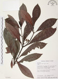 中文名:九節木(S013655)學名:Psychotria rubra (Lour.) Poir.(S013655)中文別名:牛屎烏英文名:Wild Coffee