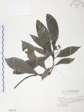 中文名:九節木(S016783)學名:Psychotria rubra (Lour.) Poir.(S016783)中文別名:牛屎烏英文名:Wild Coffee