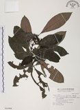 中文名:九節木(S016996)學名:Psychotria rubra (Lour.) Poir.(S016996)中文別名:牛屎烏英文名:Wild Coffee