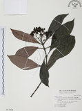 中文名:九節木(S017404)學名:Psychotria rubra (Lour.) Poir.(S017404)中文別名:牛屎烏英文名:Wild Coffee