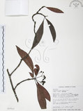 中文名:九節木(S017514)學名:Psychotria rubra (Lour.) Poir.(S017514)中文別名:牛屎烏英文名:Wild Coffee