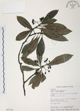 中文名:九節木(S017714)學名:Psychotria rubra (Lour.) Poir.(S017714)中文別名:牛屎烏英文名:Wild Coffee