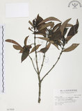中文名:九節木(S017828)學名:Psychotria rubra (Lour.) Poir.(S017828)中文別名:牛屎烏英文名:Wild Coffee