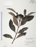 中文名:九節木(S018115)學名:Psychotria rubra (Lour.) Poir.(S018115)中文別名:牛屎烏英文名:Wild Coffee