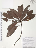 中文名:九節木(S018211)學名:Psychotria rubra (Lour.) Poir.(S018211)中文別名:牛屎烏英文名:Wild Coffee