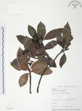 中文名:九節木(S026105)學名:Psychotria rubra (Lour.) Poir.(S026105)中文別名:牛屎烏英文名:Wild Coffee