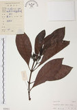 中文名:九節木(S029411)學名:Psychotria rubra (Lour.) Poir.(S029411)中文別名:牛屎烏英文名:Wild Coffee