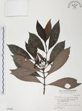 中文名:九節木(S030689)學名:Psychotria rubra (Lour.) Poir.(S030689)中文別名:牛屎烏英文名:Wild Coffee