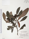中文名:九節木(S031388)學名:Psychotria rubra (Lour.) Poir.(S031388)中文別名:牛屎烏英文名:Wild Coffee