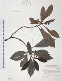 中文名:九節木(S031963)學名:Psychotria rubra (Lour.) Poir.(S031963)中文別名:牛屎烏英文名:Wild Coffee