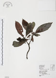 中文名:九節木(S034510)學名:Psychotria rubra (Lour.) Poir.(S034510)中文別名:牛屎烏英文名:Wild Coffee
