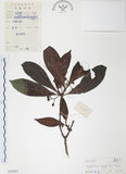 中文名:九節木(S039283)學名:Psychotria rubra (Lour.) Poir.(S039283)中文別名:牛屎烏英文名:Wild Coffee
