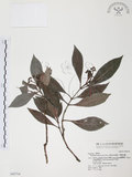 中文名:九節木(S042714)學名:Psychotria rubra (Lour.) Poir.(S042714)中文別名:牛屎烏英文名:Wild Coffee