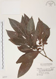 中文名:九節木(S042747)學名:Psychotria rubra (Lour.) Poir.(S042747)中文別名:牛屎烏英文名:Wild Coffee