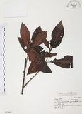 中文名:九節木(S042847)學名:Psychotria rubra (Lour.) Poir.(S042847)中文別名:牛屎烏英文名:Wild Coffee