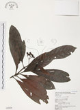 中文名:九節木(S043026)學名:Psychotria rubra (Lour.) Poir.(S043026)中文別名:牛屎烏英文名:Wild Coffee