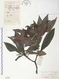 中文名:九節木(S043646)學名:Psychotria rubra (Lour.) Poir.(S043646)中文別名:牛屎烏英文名:Wild Coffee