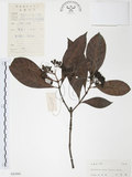 中文名:九節木(S043885)學名:Psychotria rubra (Lour.) Poir.(S043885)中文別名:牛屎烏英文名:Wild Coffee