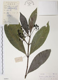 中文名:九節木(S044863)學名:Psychotria rubra (Lour.) Poir.(S044863)中文別名:牛屎烏英文名:Wild Coffee