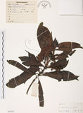中文名:九節木(S045182)學名:Psychotria rubra (Lour.) Poir.(S045182)中文別名:牛屎烏英文名:Wild Coffee