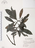 中文名:九節木(S049289)學名:Psychotria rubra (Lour.) Poir.(S049289)中文別名:牛屎烏英文名:Wild Coffee