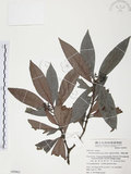 中文名:九節木(S049963)學名:Psychotria rubra (Lour.) Poir.(S049963)中文別名:牛屎烏英文名:Wild Coffee