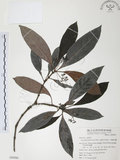 中文名:九節木(S050280)學名:Psychotria rubra (Lour.) Poir.(S050280)中文別名:牛屎烏英文名:Wild Coffee